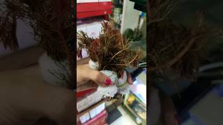 Bunch of Red Myriophyllum plant #shorts