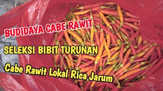 Seleksi Bibit Turunan Cabe Rawit Lokal Rica Jarum Untuk Subscriber Petani Nusantara