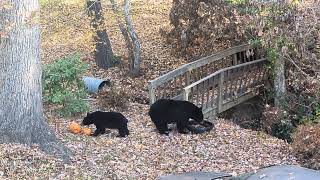 Bear Lola and Cubs — "Okay, pumpkins it is..."