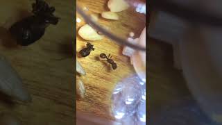 Harvester ant queen eats and forages in her outworld