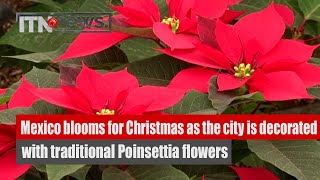 Mexico blooms for Christmas as the city is decorated with traditional Poinsettia flowers