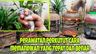 Cara memandikan perkutut yang tepat dan benar