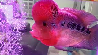 Louhan / Flowerhorn Fish and Blood Parrot