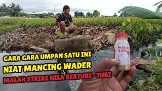 GACOR - Mancing Wader Di Selokan Kecil Pinggir Sawah Malah Strike Ikan Nila Bertubi-tubi