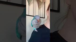 🦜Пернатый собеседник попугай породы Калита🦜 Feathered companion (Quaker parrot)