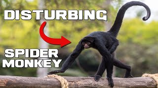 The Slenderman Monkey - Spider Monkey - Animal a Day