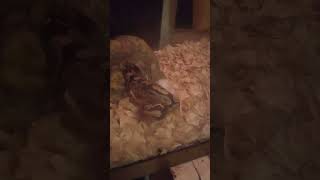 well I missed it, Ball Python Live Feeding