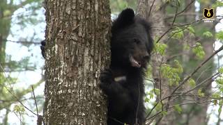 Rehabbed Orphan Bear Cubs FInally Taste Freedom