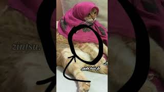 كان افضل بس اليوت خربه 😿 #اكسبلور #cat #shortvideo #فلسطين #youtubeshorts #shorts #short #youtube