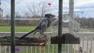 "Jacob" the blue jay getting some food (NO SOUND)