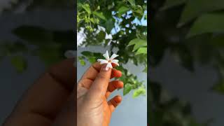 Praijatha puvvu #trending #tiktok #tiktokvideo #viralvideos #viralshort