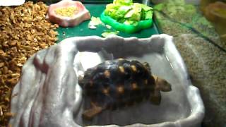 Tortoise taking a bath