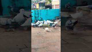 pigeons washing  #birds #piegons #trending #shorts #racingpigeonsmp