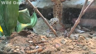 Eublepharis macularius hunting super worms