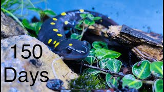 Spotted Salamander Enclosure *150 Days*