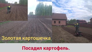 Просто посадил картофель.  Золотая картошечка.