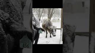 Heavy snow storm￼ #short #cow #cold #farm