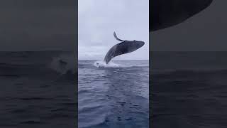 Humpback Whale