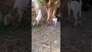 Cute goats baby and Buffalo#goat #youtubeshorts #camells #youtubevideos #ytshorts #youtube #baffalo