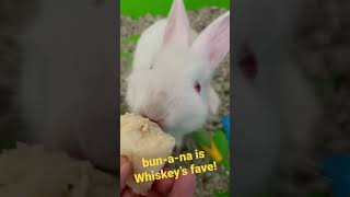 Bunny’s favorite treat