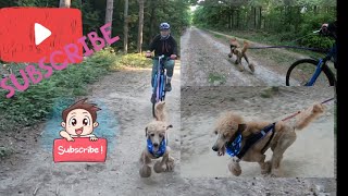 Early morning Bikejoring with the Poodles #poodarooandfriendscanicross