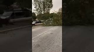 Albero Cade su Auto a Roma guardate che succede....