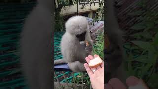 Cute monkey video, Langur monkeys having dinner #monkeyvideo #cutemonkey #funnymammals