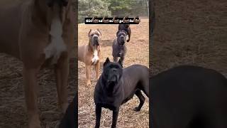 All Dog 🆚 my dog reaction #viralshort #dog #viral #funny #tranding #dogcomedy #funny