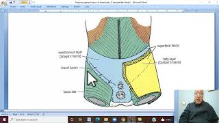 Musculo-skeletal Module , Anatomy of Lower Limb in Arabic 37 (Fascia of the thigh) by Wahdan
