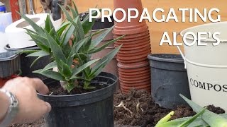 Easy How to Propagate Aloe Plants