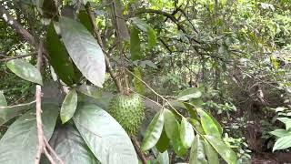 Hiking to the Gorilla Rock