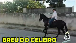 BREU DO CELEIRO#mangalargamachador/#mangalargadobrasil/#mangalargadeelite/#viral_video