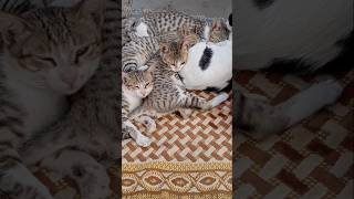 cat video | Video of Cats Meowing | funny cat videos on youtube | cat entertainment video #kitten