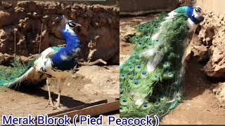 Burung Merak Blorok - Pied Peacock