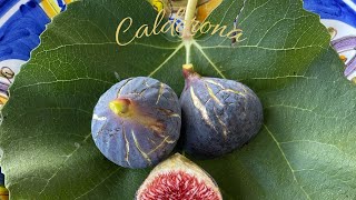 Calderona fig review and tasting.  10-1-22