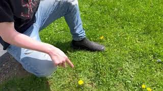 how to decapitate a dandelion