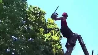 Tree Cutting Fails And Idiots With Chainsaws