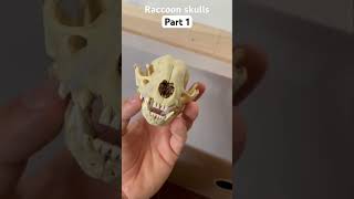 Raccoon skulls part 1