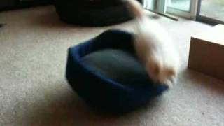 Kitty fails at using bed