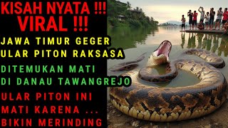 KISAH NYATA !!! VIRAL |ULAR PITON BESAR MATI DIDANAU JAWATIMUR, MATI KARENA ...?