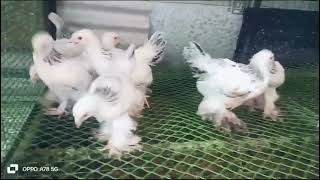 Colambian Brahma chicks or buff colambian Brahma chicks for sale 8103145060 MP Chhindwara