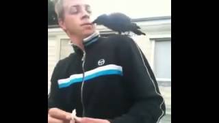 A stoner and a Crow, wait for it