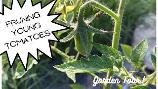 Pruning Young Tomatoes and Mini Garden Tour!