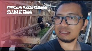 SUKSES TERNAK KAMBING SELAMA 20 TAHUN