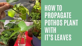 How to propagate pothos plant with it’s leaves