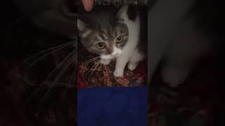 Ты смотри какая😺💖