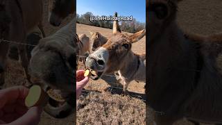 Donkey loves sweet potato. #shorts #donkey #eating #cuteanimals #farmanimals #feedinganimals