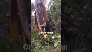 Giant Andaconda found by workers Indonesia #viral #youtubeshorts