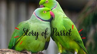 Love Story of Parrot | Emotional Story | Dubai | AJ Vlogs #viral #parrots