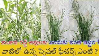 jinjwa grass , marvel grass and it's importance | Agri News